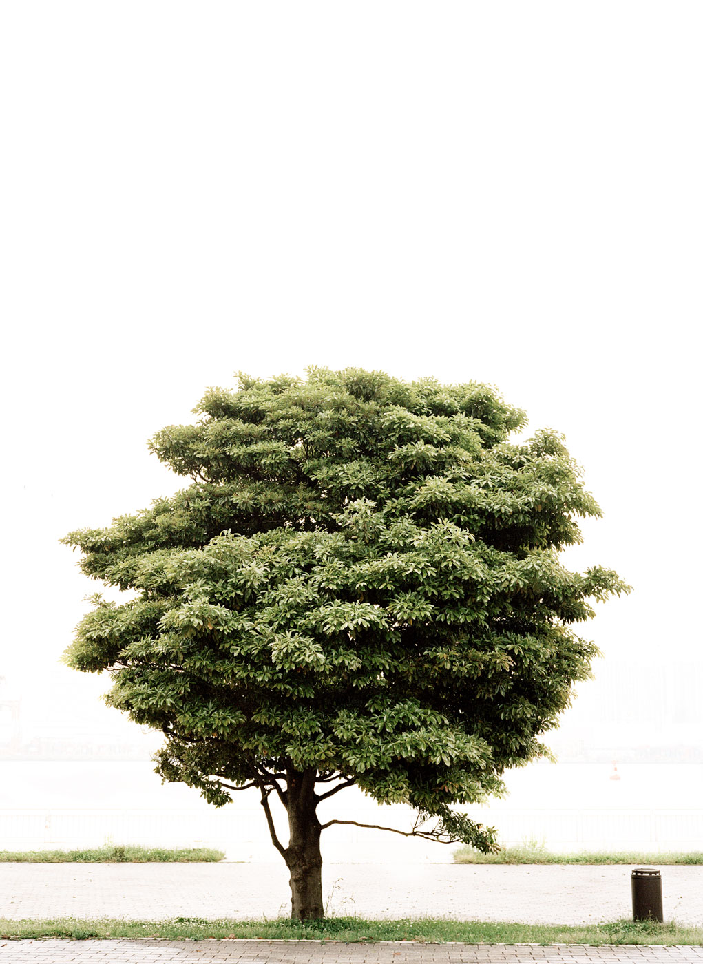 trees